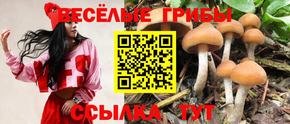 Псилоцибиновые грибы Cubensis Углич