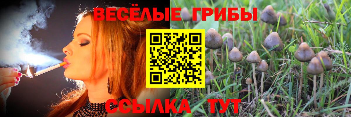 Углич  Галлюциногенные грибы MAGIC MUSHROOMS  Вход с VPN  Галлюциногенные грибы Psilocybine cubensis 